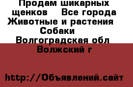 Продам шикарных щенков  - Все города Животные и растения » Собаки   . Волгоградская обл.,Волжский г.